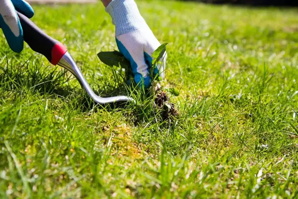 Professional weeding South East Melbourne: before and after garden weed control in Narre Warren or Cranbourne