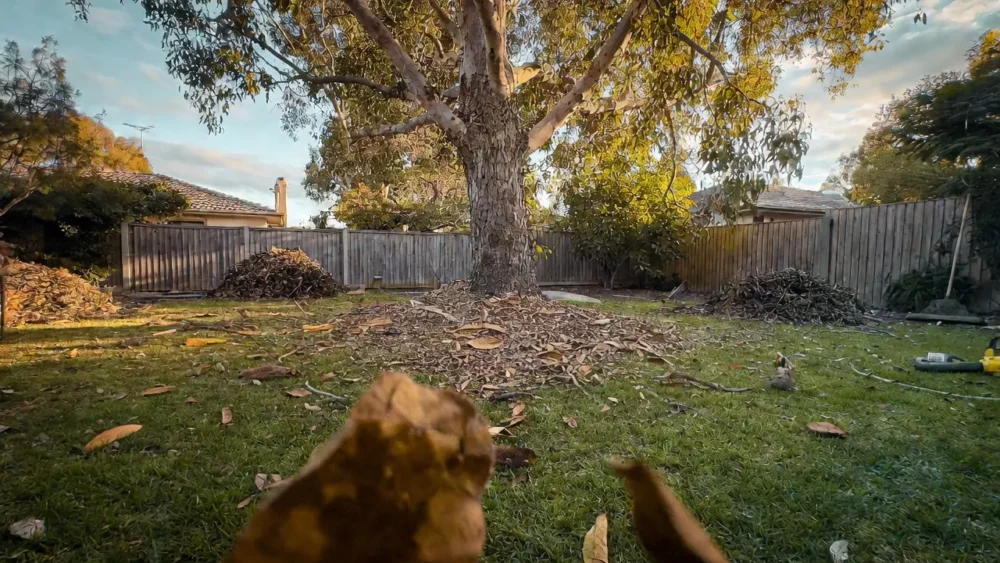 Autumn gum tree leaf clean up in Narre Warren backyard – brown eucalyptus leaves on green Kikuyu lawn, piles ready for removal by Small Brother service 2026