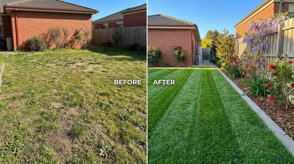 Spring lawn care South East Melbourne – lush green striped Kikuyu lawn with sharp precision edging in suburban backyard